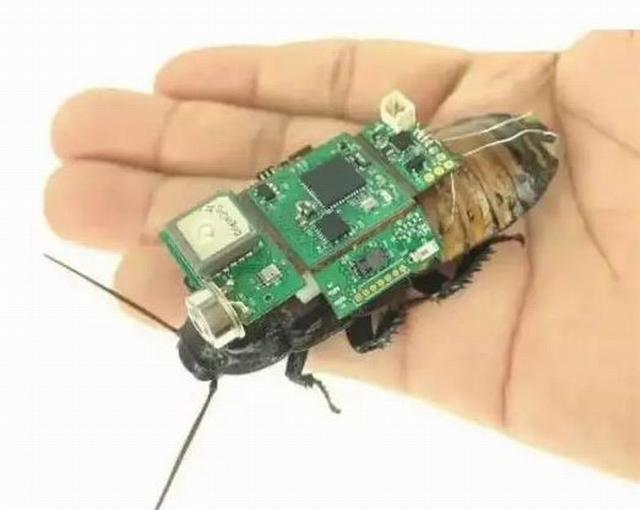 Semi-Robot insect