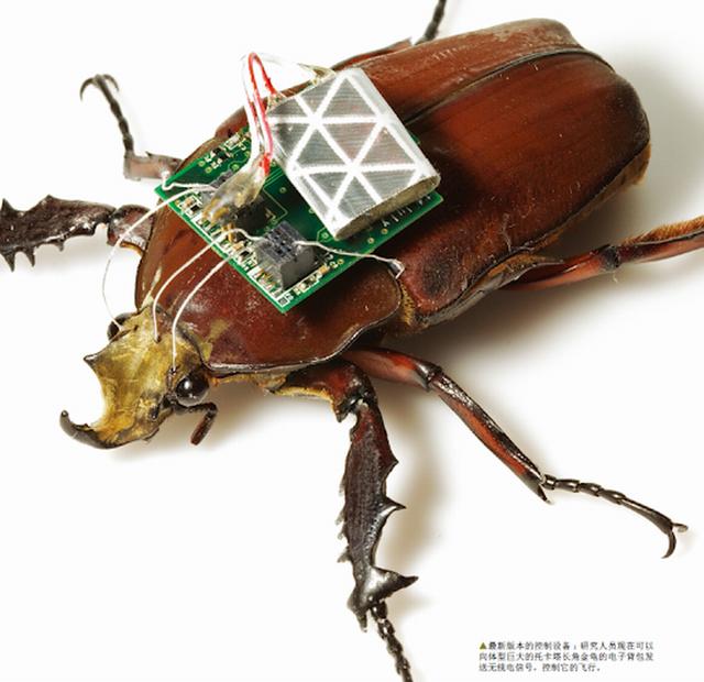Semi-Robot insect